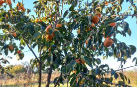 Продается замечательный участок в Гурии — возделанное фруктовое хозяйство в 5 км от моря за 186 000 €